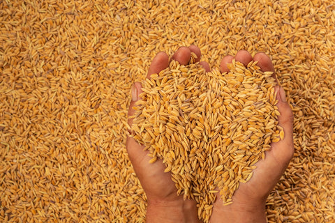 What is Golden Rice? Everything You Need to Know - Jaisal Organic